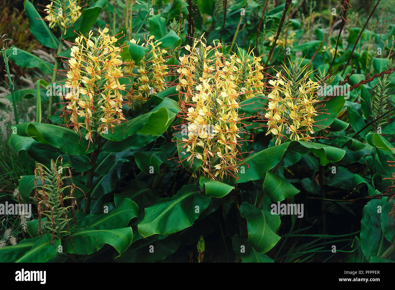 Hedychium Gardnerianum Kahili Ginger Ginger Lily Flowers And Leaves Stock Photo Alamy
