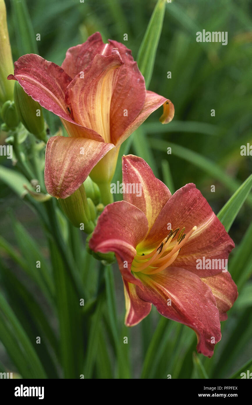 Hemerocallis 'Red Rum' (Daylily), funnel shaped red and yellow flower heads  Stock Photo - Alamy