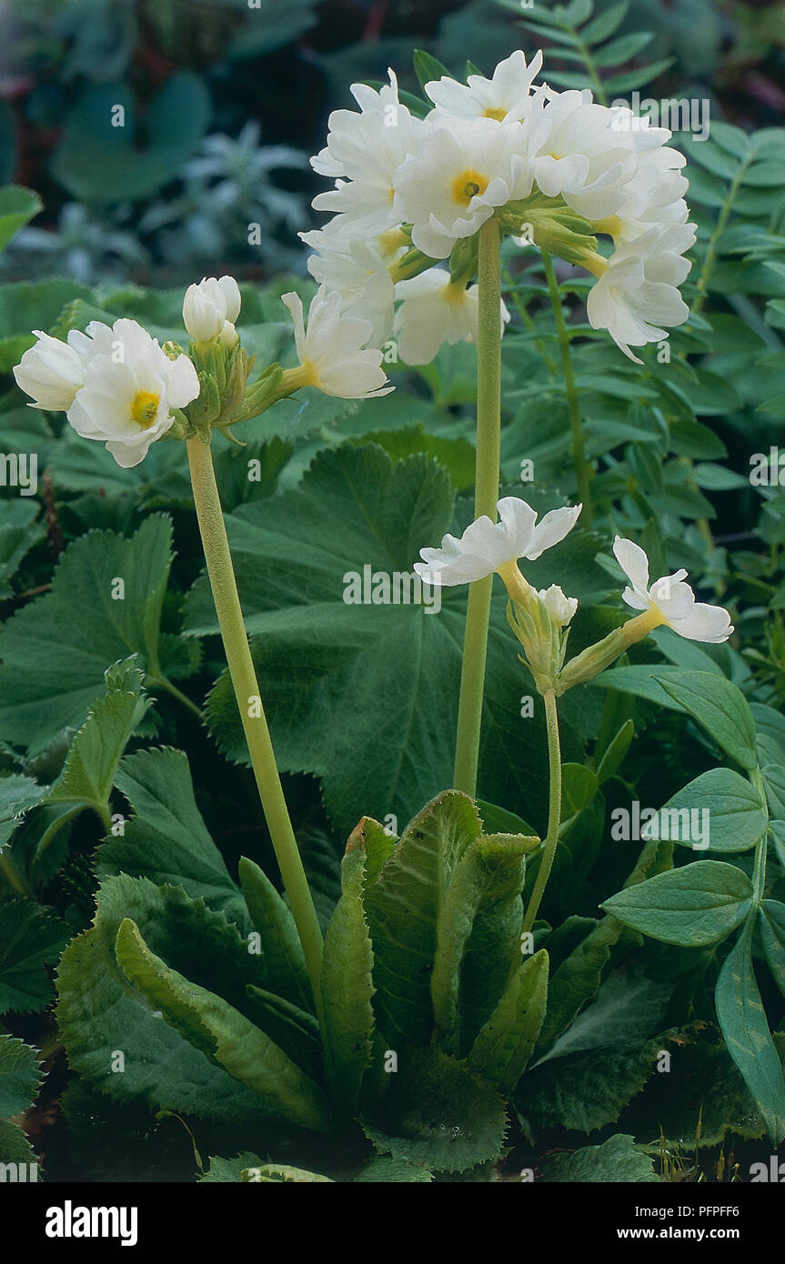 Primula denticulata 'Alba' (Drumstick primrose, Himalayan primrose), white flowers on stout stalks Stock Photo