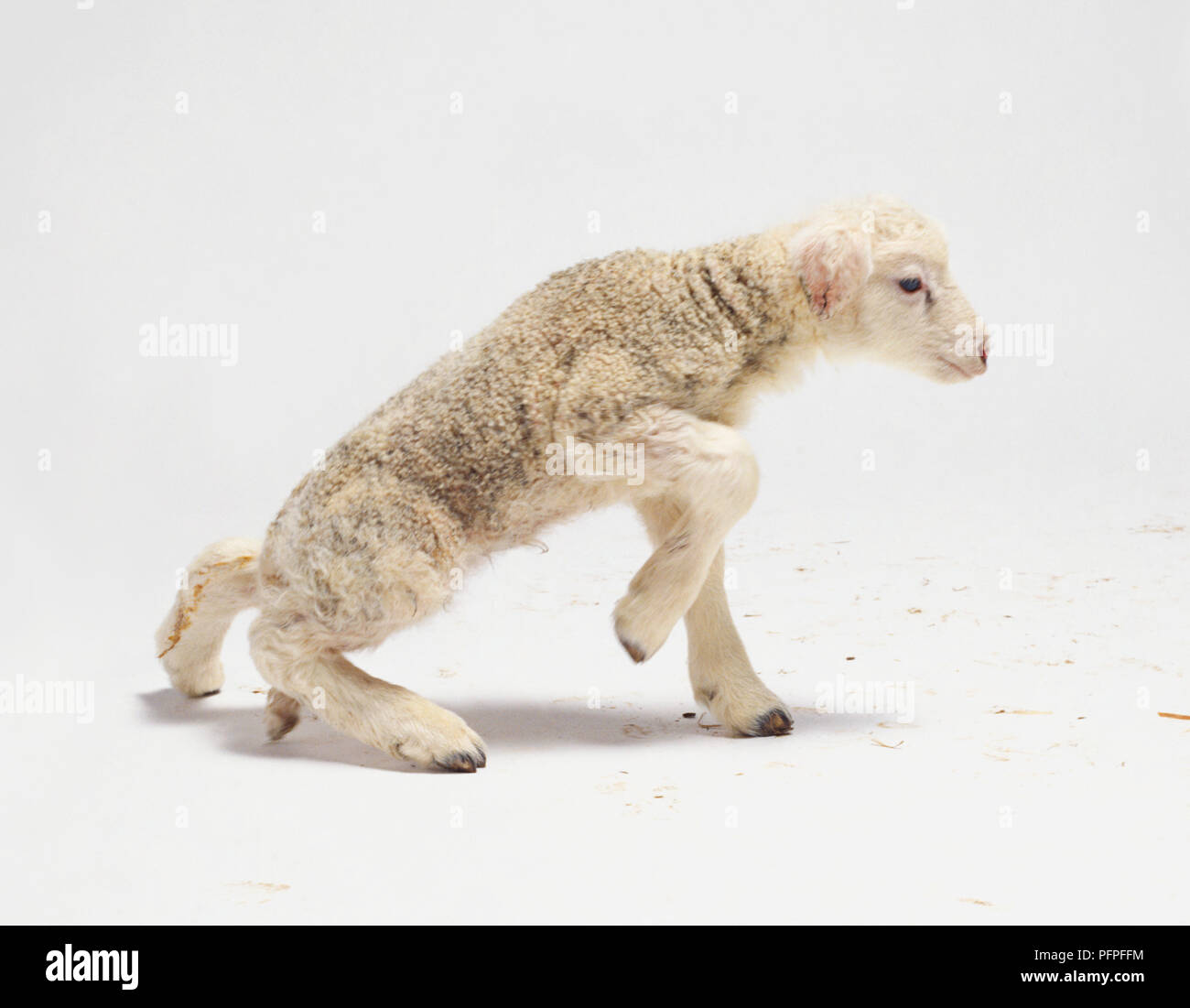 Saint Laurent Black Lamb Ovis Aries Aries Espadrilles main image 1