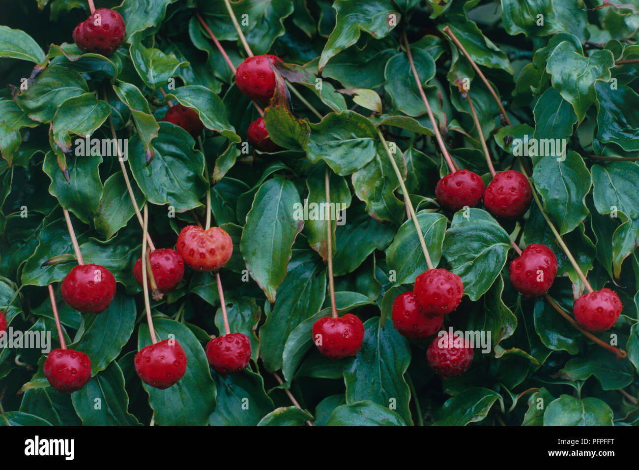 Cornus kousa (Japanese Dogwood, Kousa Dogwood) red berry fruit hanging on long stems and green leaves, close-up Stock Photo
