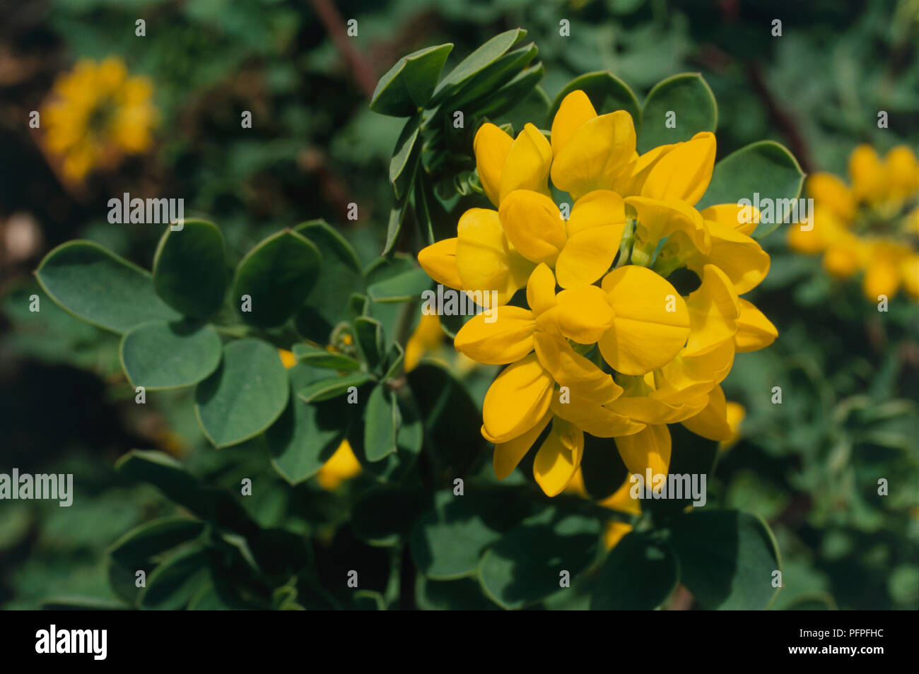 Coronilla valentina subsp. glauca 'Citrina' with cluster of yellow flowers, and green leaves, close-up Stock Photo