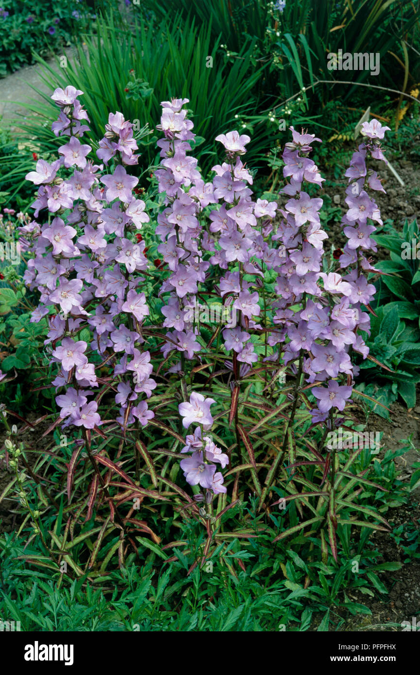 Campanula grandis 'Hidcote Amethyst' (Great bellflower), blue flowers on long stems, with red-edged green leaves Stock Photo