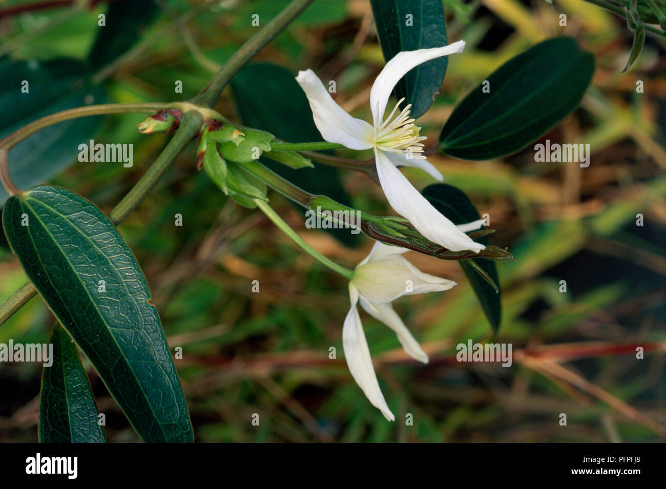 Clematis armandii, (Armand Clematis, Evergreen Clematis), white flowers