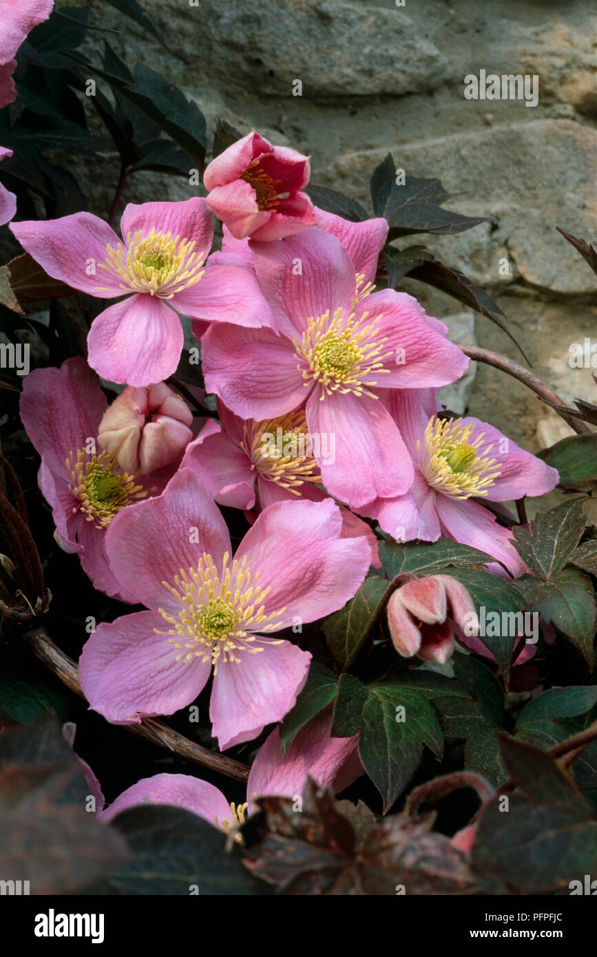 Clematis montana var. rubens 'Tetrarose', pink flowers with yellow stamen green at centre, and buds growing against garden wall, close-up Stock Photo