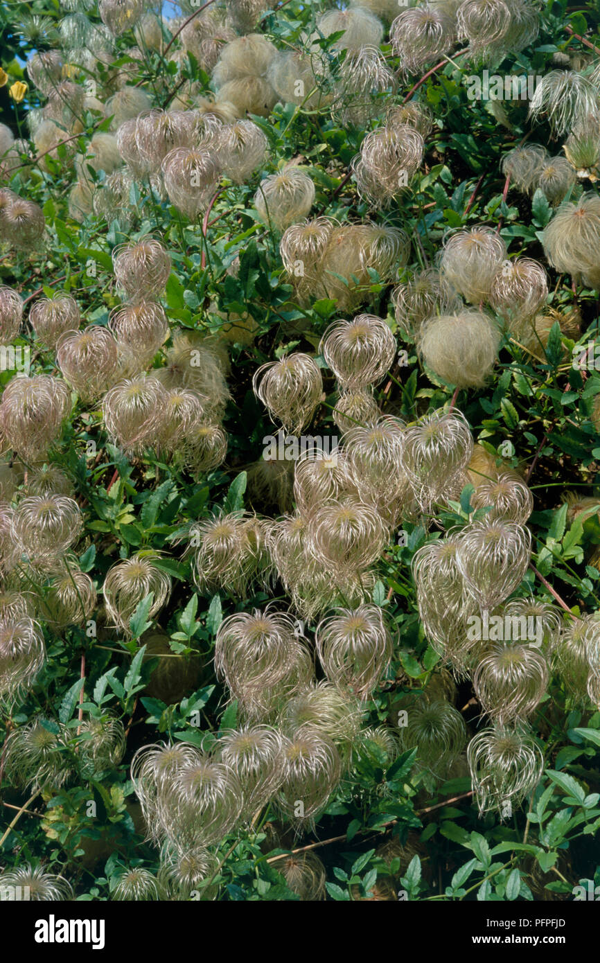 Clematis tangutica 'Bill MacKenzie', showing seed heads and green leaves, close-up Stock Photo