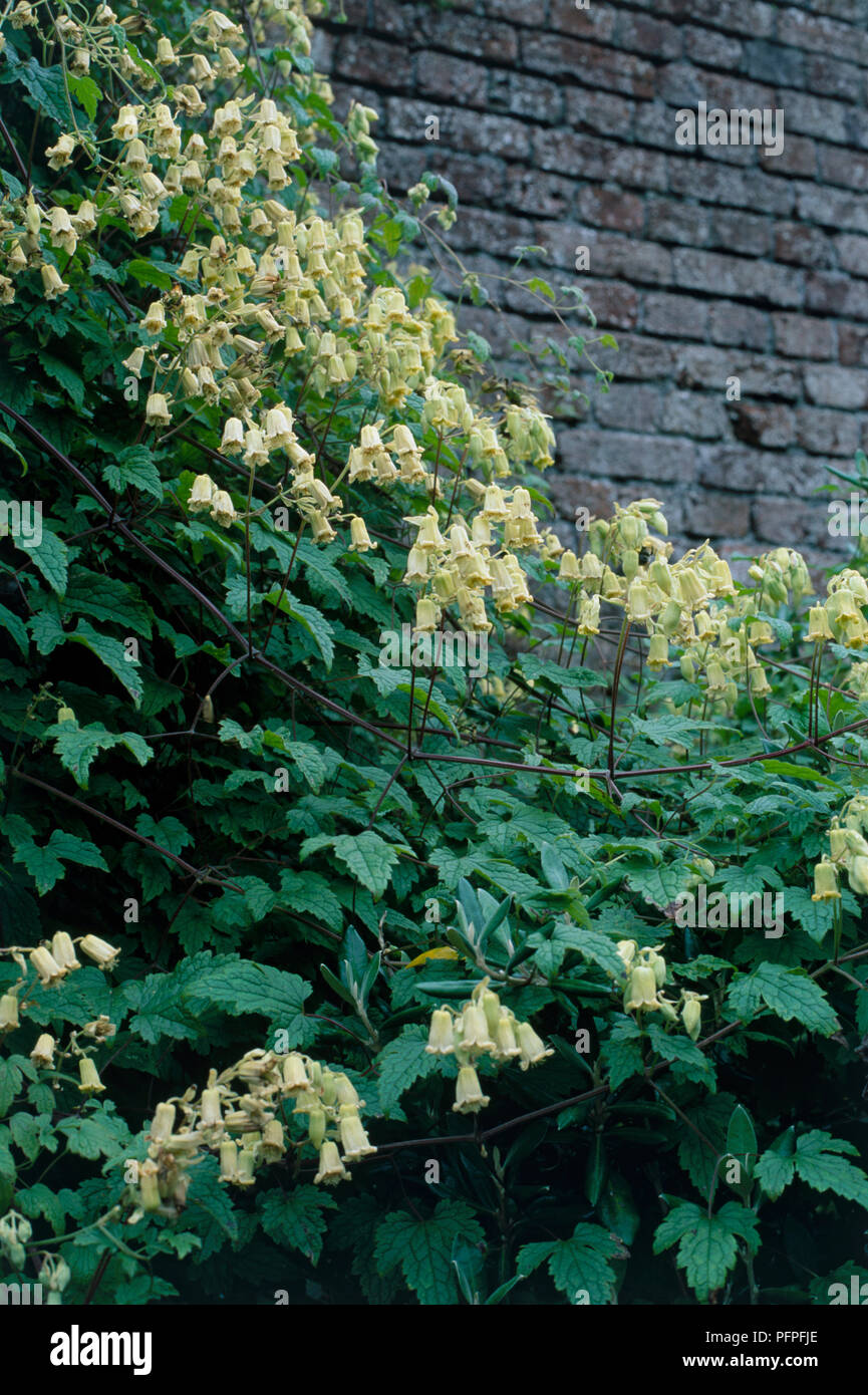 Clematis rehderiana (Nodding Virgin's Bower), with bell-shaped yellow flowers and green leave growing against brick wall Stock Photo