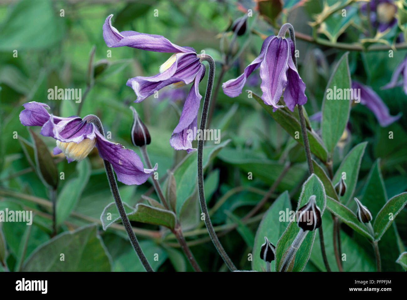 Clematis x eriostemon 'Hendersonii', showing purple flowers, unfurled buds, and green leaves on tall stems, close-up Stock Photo