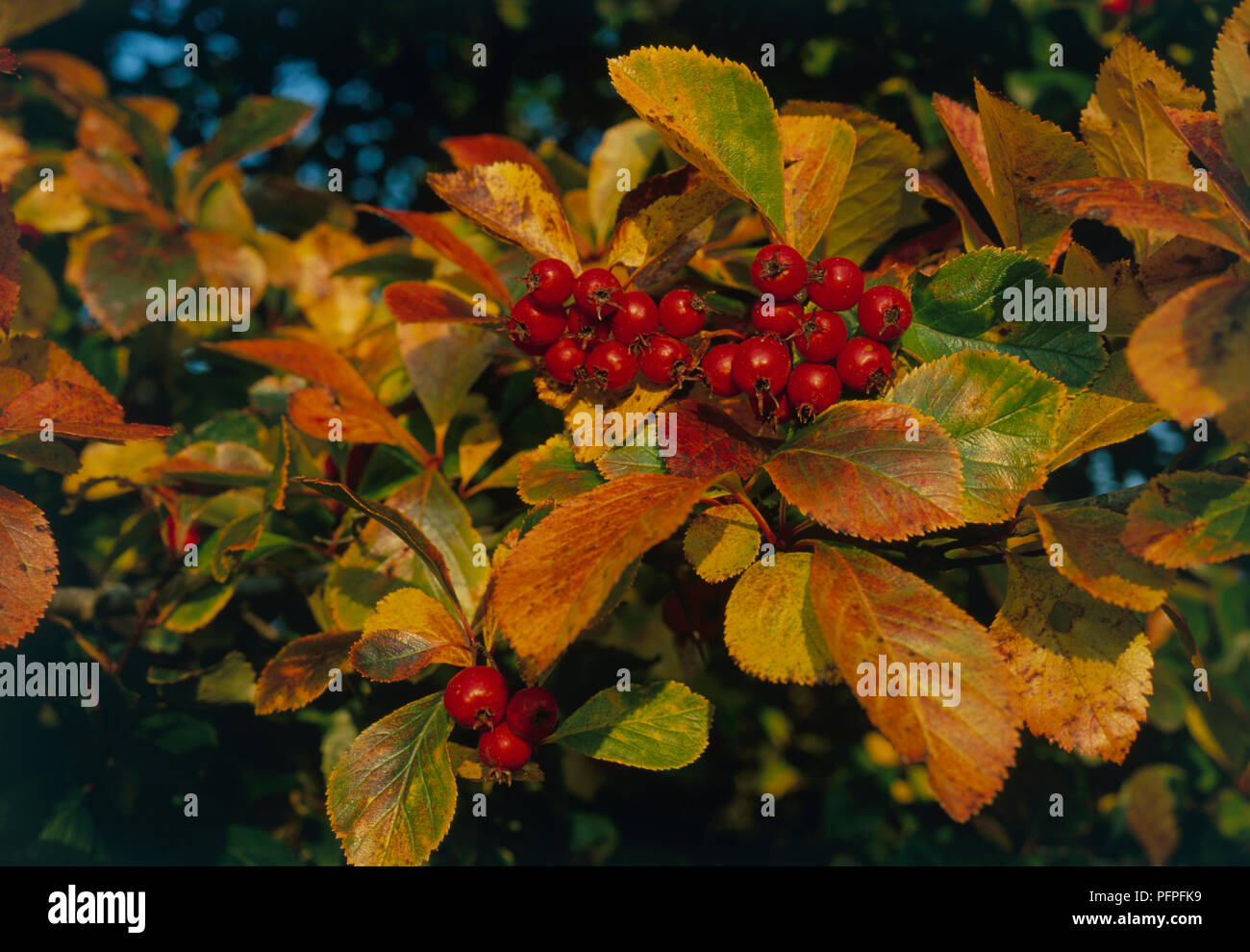 Crataegus persimilis 'Prunifolia' (Broad-leaved Cockspur Thorn), with cluster of red berries and bronze and green autumn leaves, close-up Stock Photo