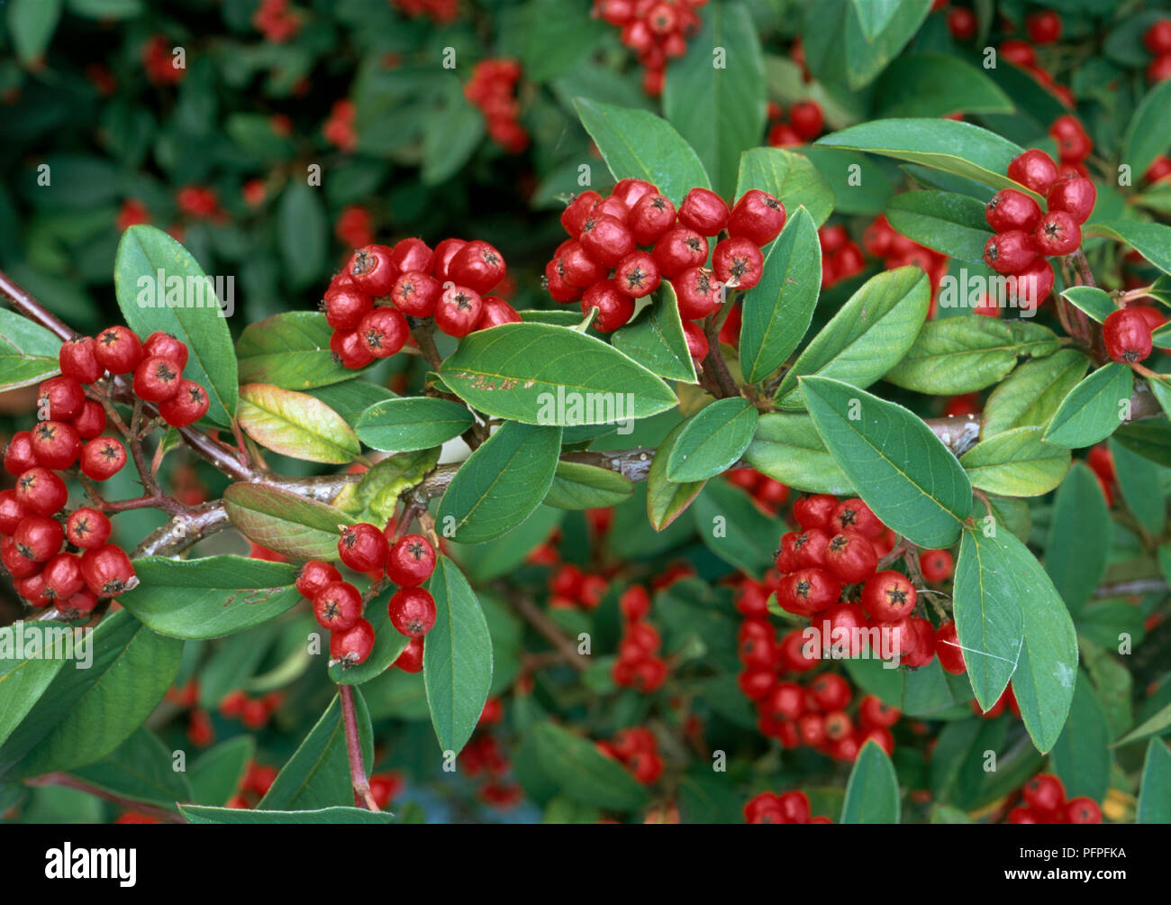 Cotoneaster 'Hybridus Pendulus' (Cotoneaster Tree), clusters of red berries, and green leaves on branch, close-up Stock Photo