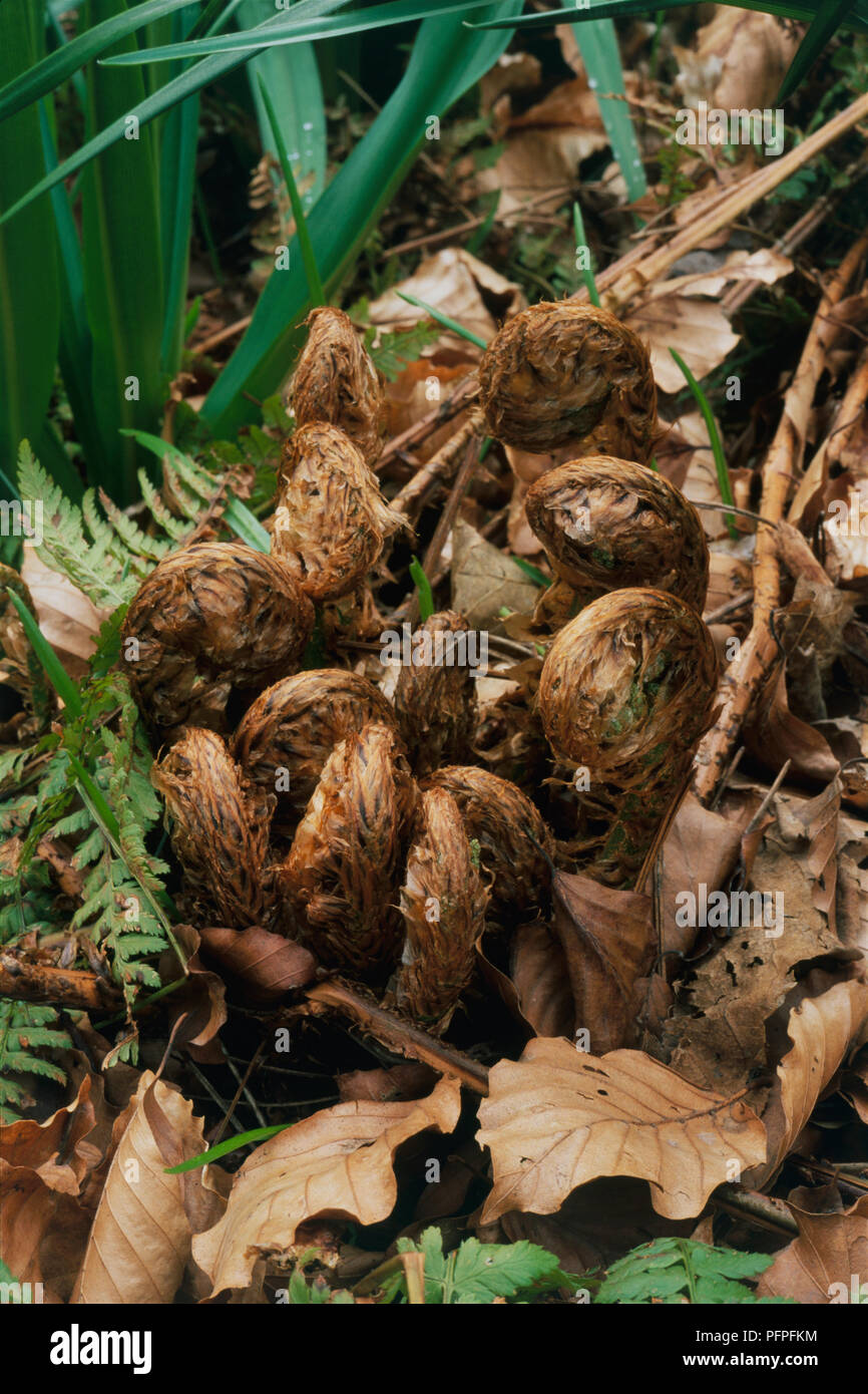 Dryopteris dilatata syn. D. austriaca Hort (Broad Buckler Fern) dried croziers, close-up Stock Photo