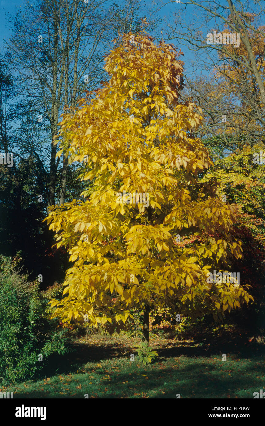 Carya ovata (Shagbark Hickory) tree with autumn foliage set against blue sky Stock Photo