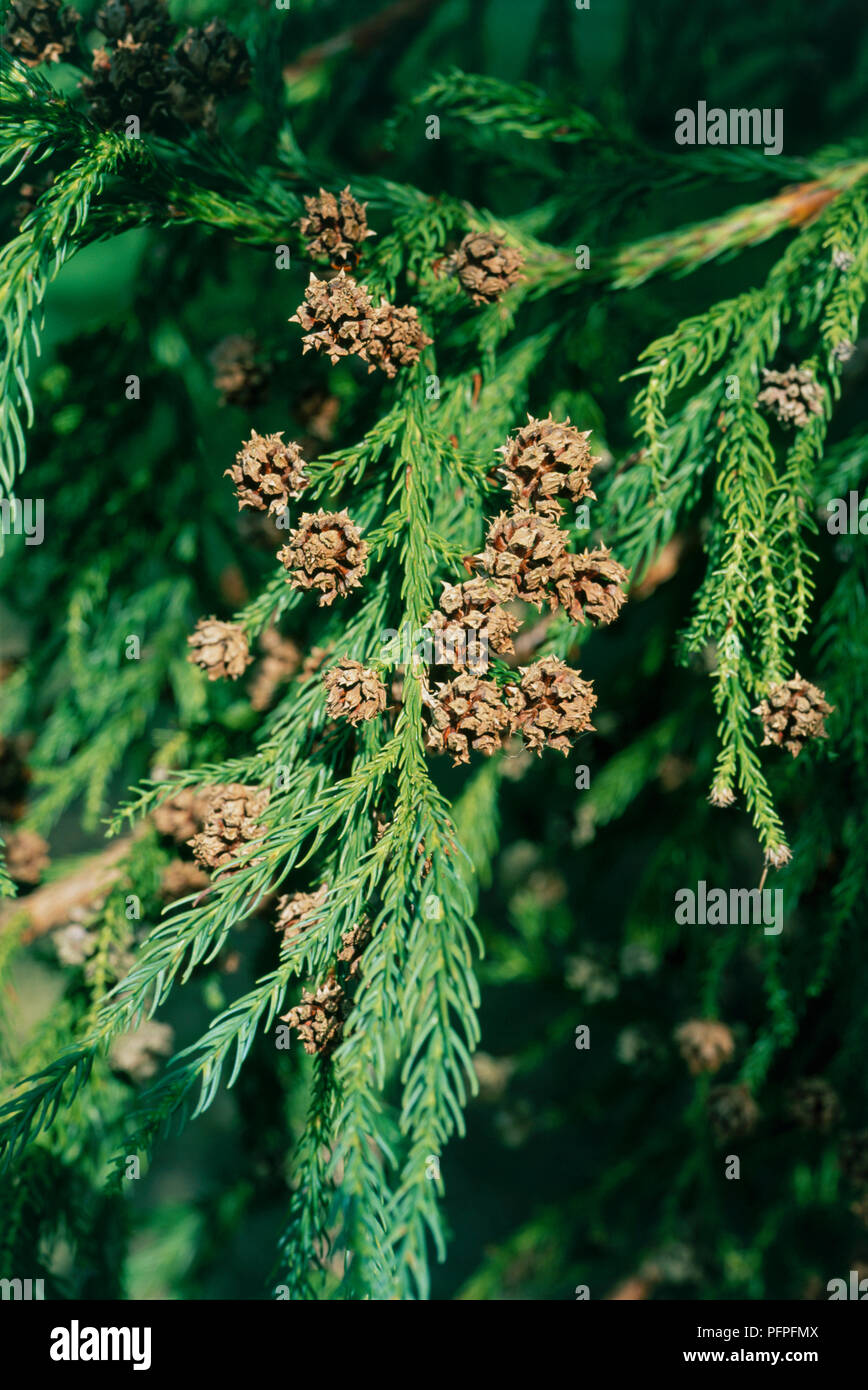 Cryptomeria japonica (Cupressus japonica), brown cones on branches with needle-like green leaves, close-up Stock Photo