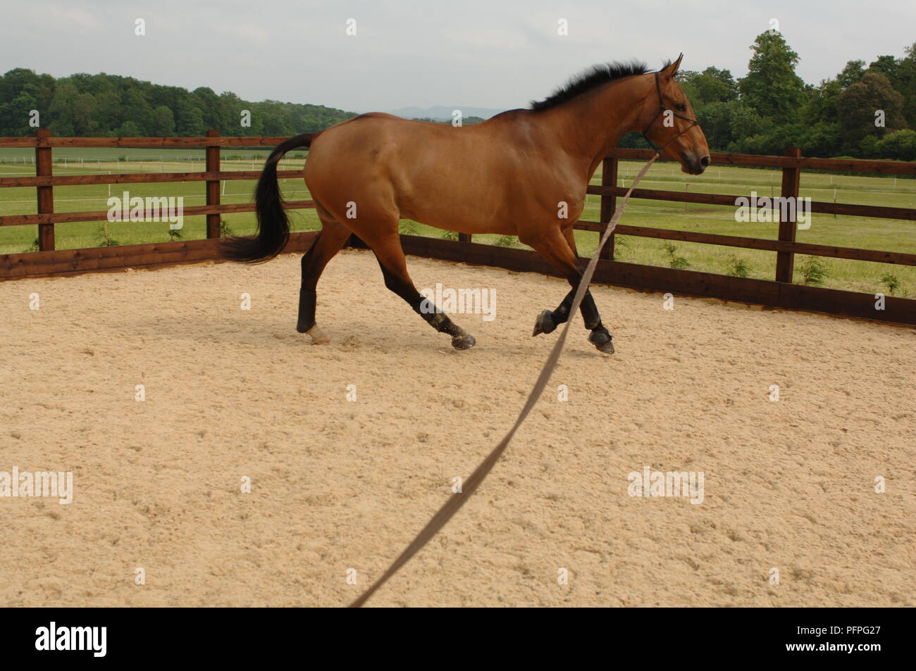 Bay horse cantering on lunge line Stock Photo Alamy