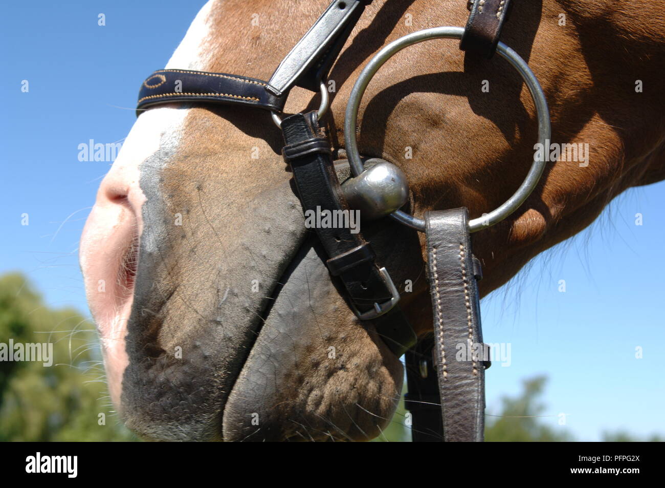 Horse wearing bridle with snaffle bit and mouth closing strap, closeup