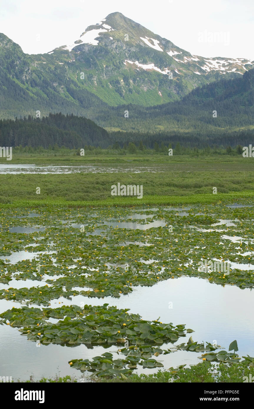 USA, Alaska, Prince William Sound, Alaganik Slough, aquatic plants growing in lush wetlands with mountain in background Stock Photo