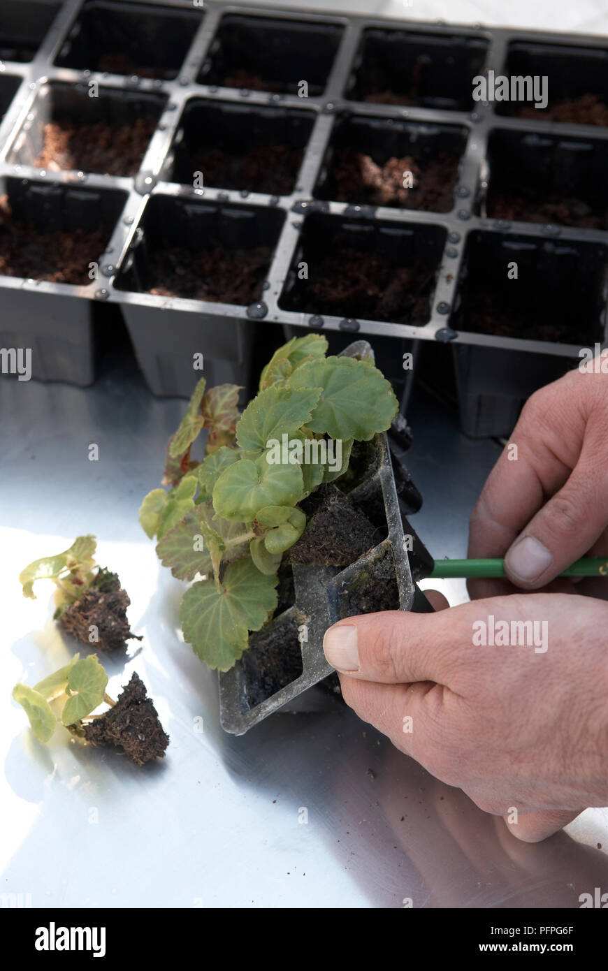 Removing seedling from modules with dibber, close-up Stock Photo - Alamy