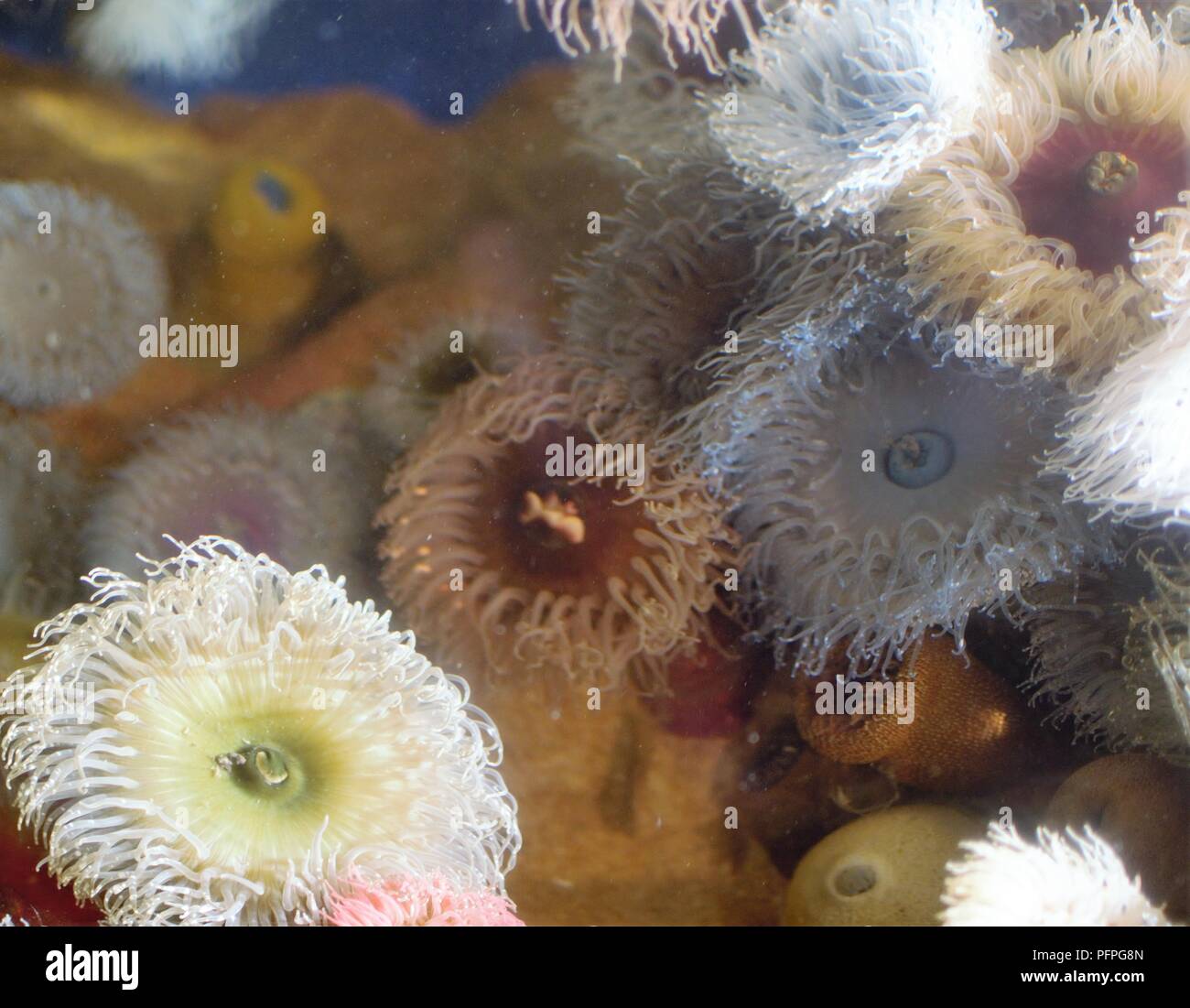 Anemone forest Stock Photo