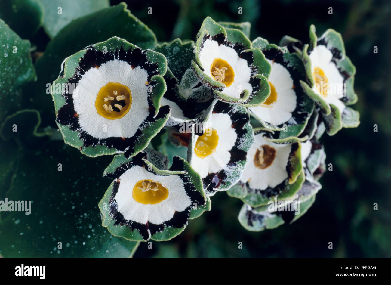 Primula auricula 'Beechen Green' (Auricula), cluster of flowers, close-up Stock Photo