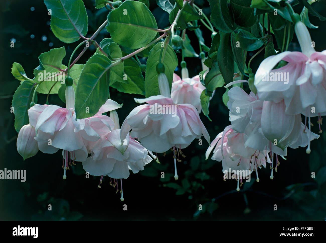 Fuchsia 'Devonshire Dumpling', shrub showing pendent, large, double, white flowers flushed pale pink Stock Photo