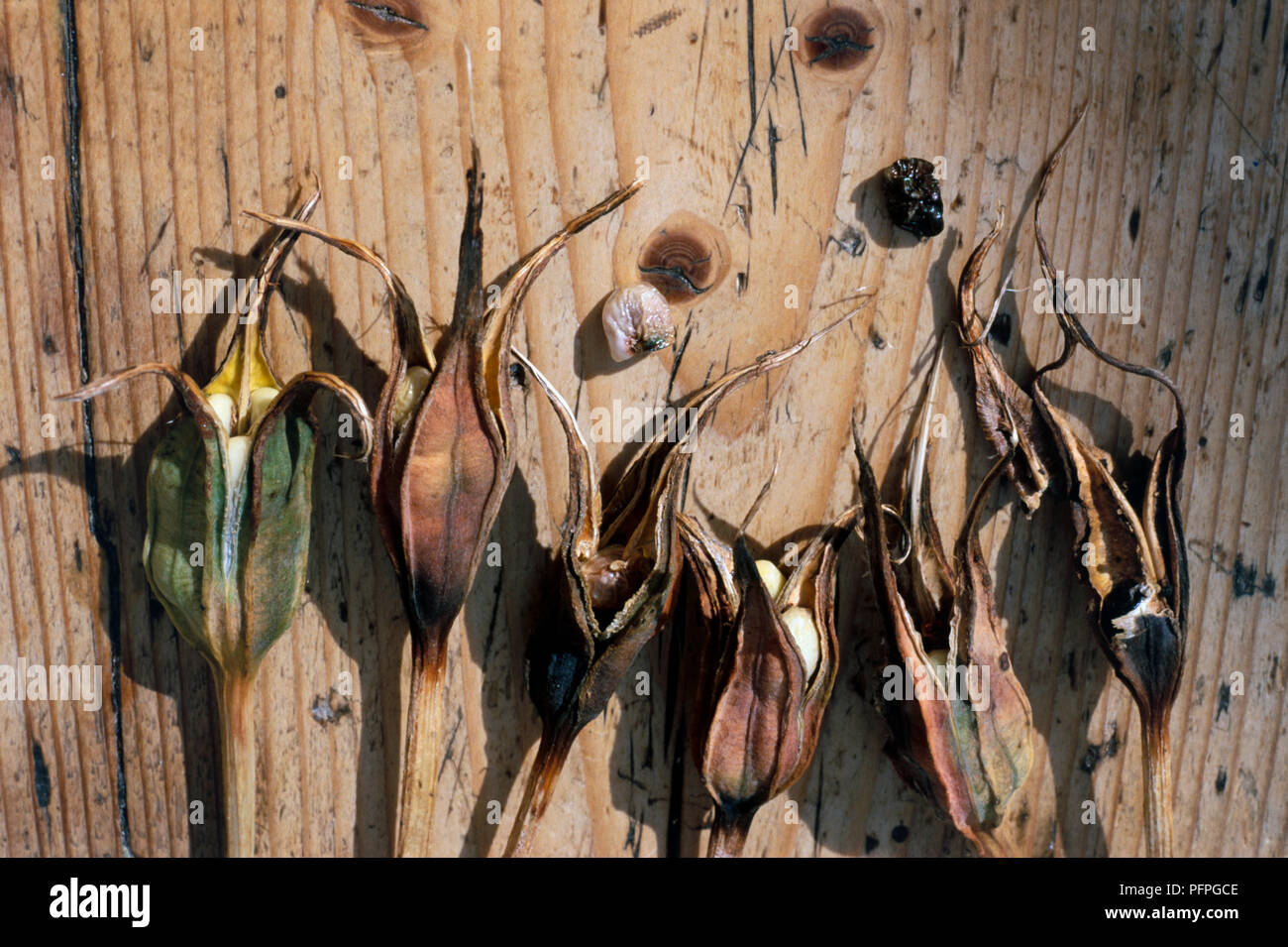 Iris orientalis (Yellowband iris), dried seed capsules on wooden table, close-up Stock Photo