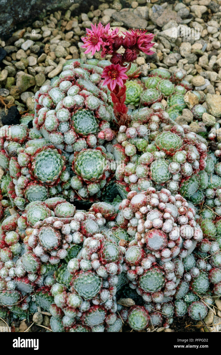 Sempervivum arachnoideum (Cobweb Houseleek), with pink flowers, developed leaves and rosettes growing in rock garden, close-up Stock Photo
