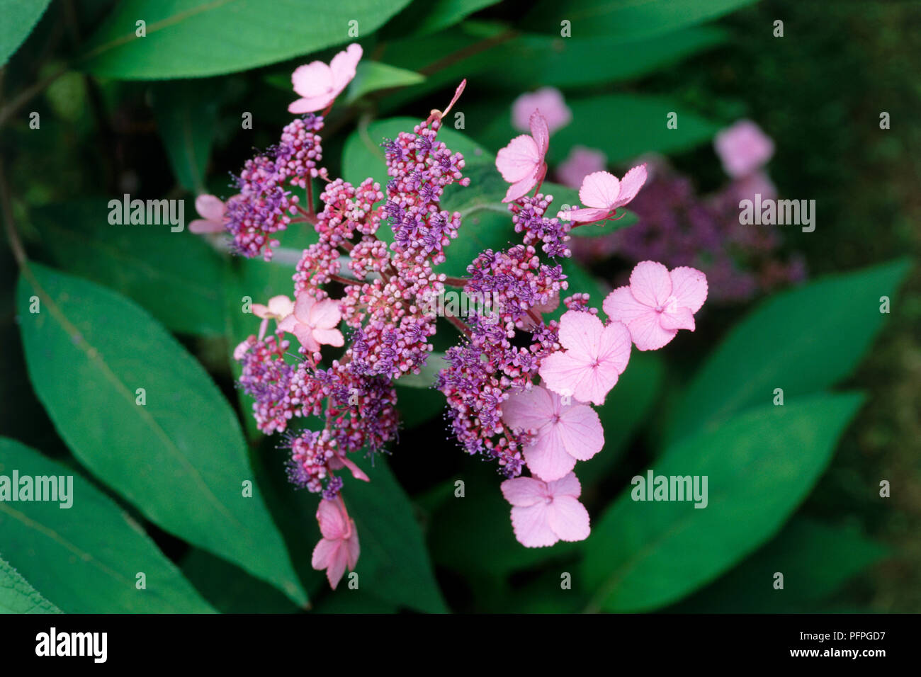 Hydrangea aspera 'Villosa Group', pink flowers, corymbs, and green leaves, close-up Stock Photo