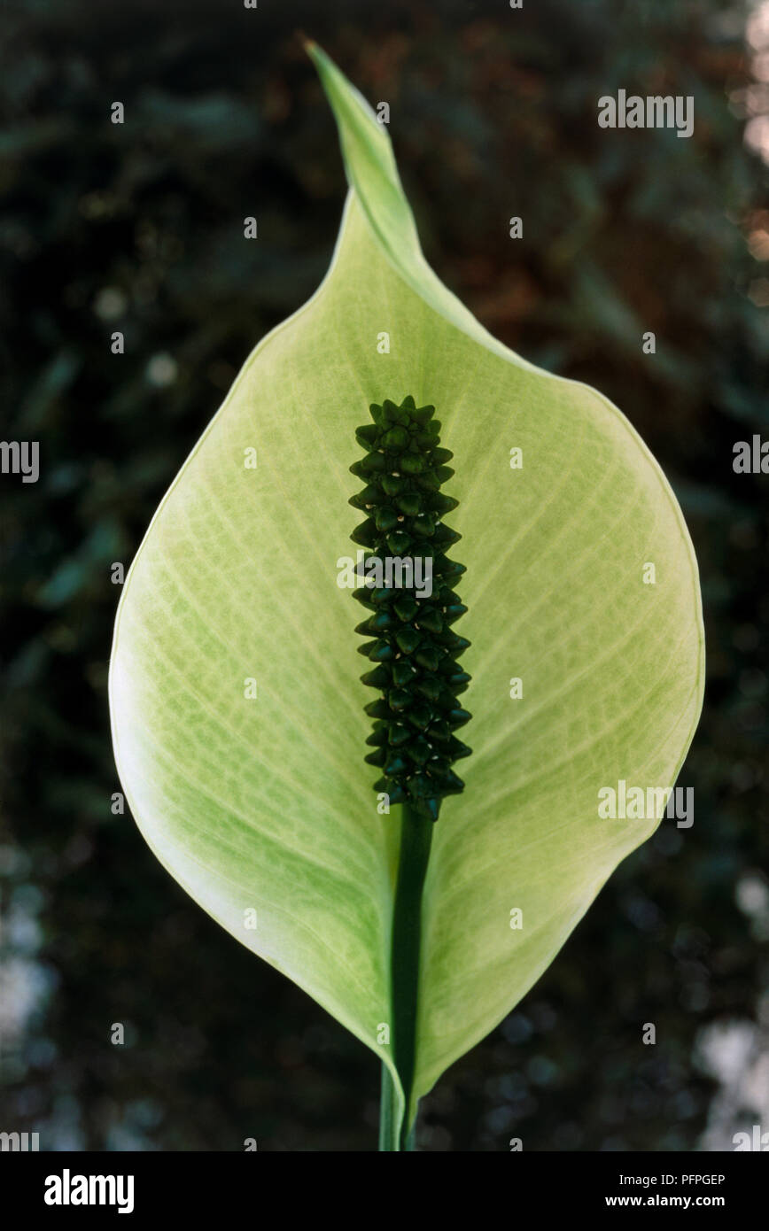 Spathiphyllum Mauna Loa Peace Lily With Green Spathe And Dark Spadix Close Up Stock Photo Alamy