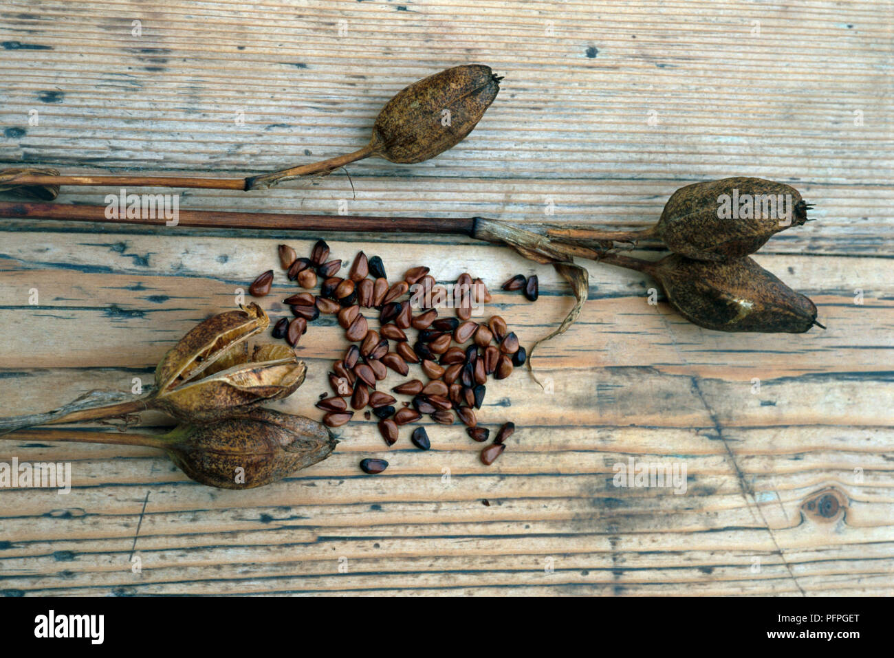 Iris setosa (Wild iris), dried seed capsules and seeds on wooden table, close-up Stock Photo