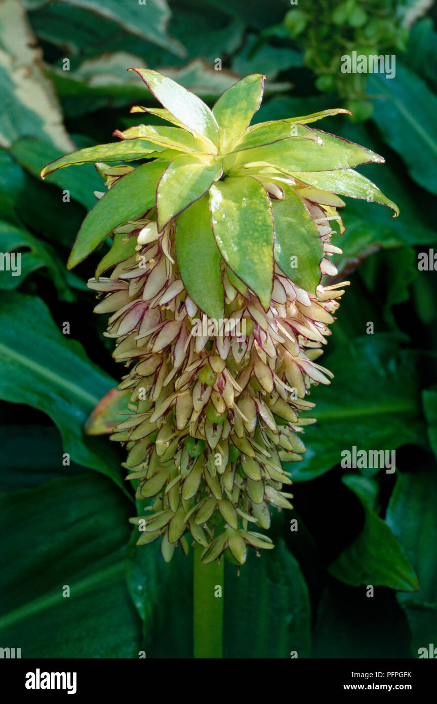 bicolor pineapple flower hires stock photography and images