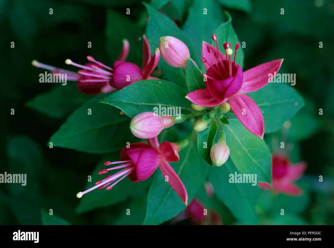Fuchsia 'Cherry', pink flowers, unfurled buds, and green leaves, close-up Stock Photo