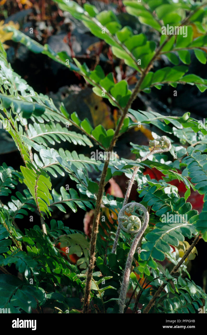 Didymochlaena truncatula, fronds and croziers, close-up Stock Photo