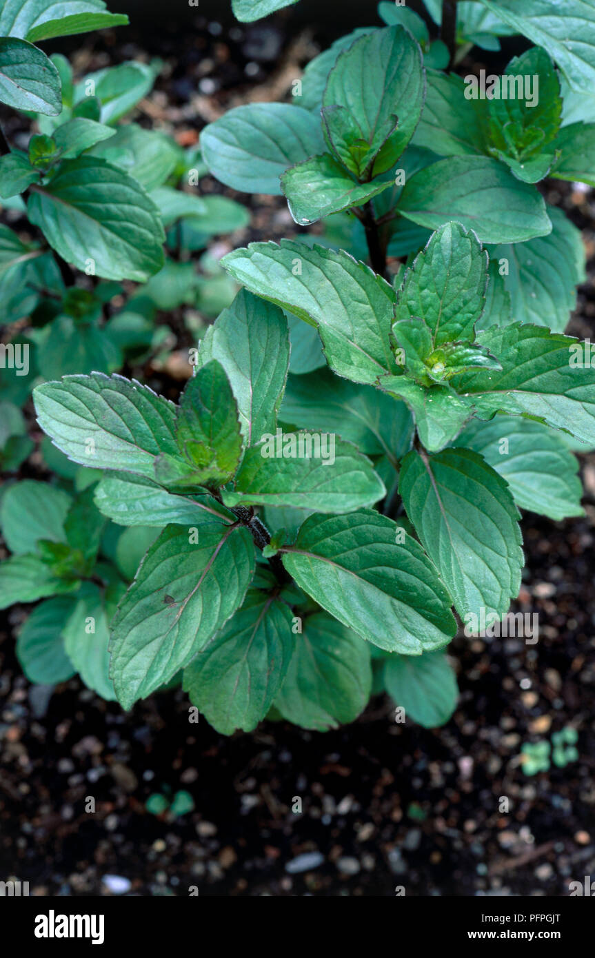 Mentha x smithiana (Red raripila mint), developed green leaves, close-up Stock Photo