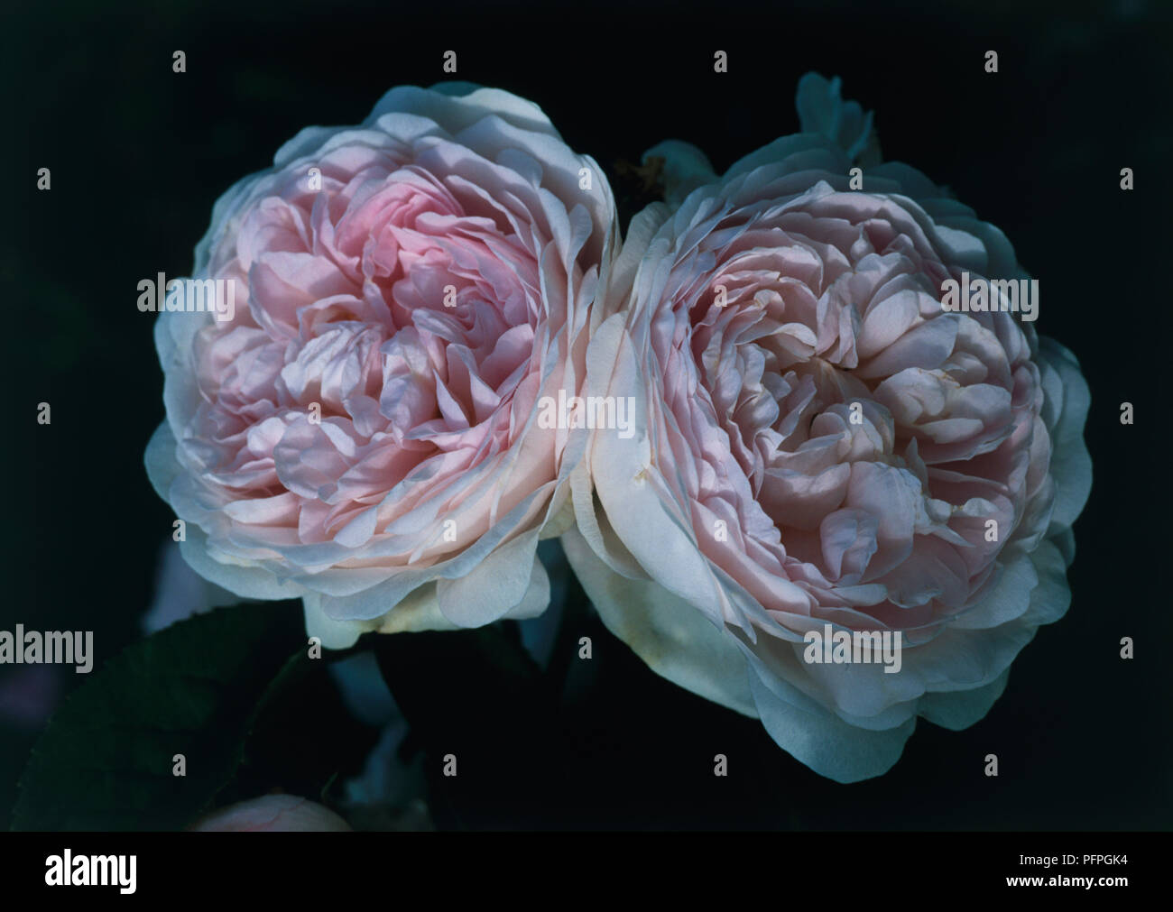 Rosa 'Duchesse de Montebello', pair of large pink roses, close-up Stock Photo