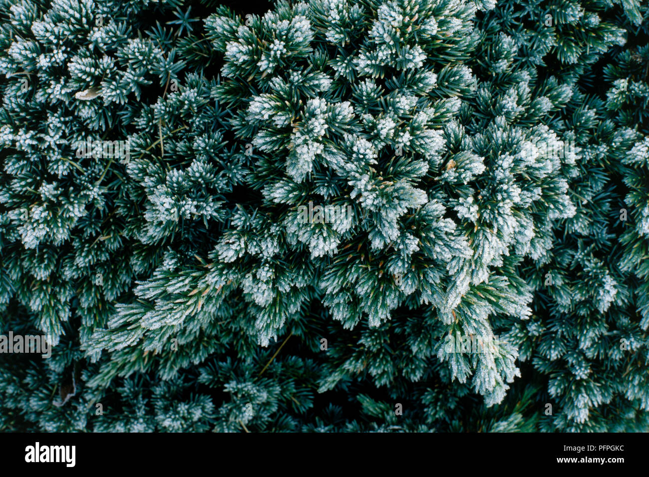 Juniperus squamata 'Blue Star' (Flaky juniper, Himalayan juniper), heavy frost on developed green leaves, close-up Stock Photo