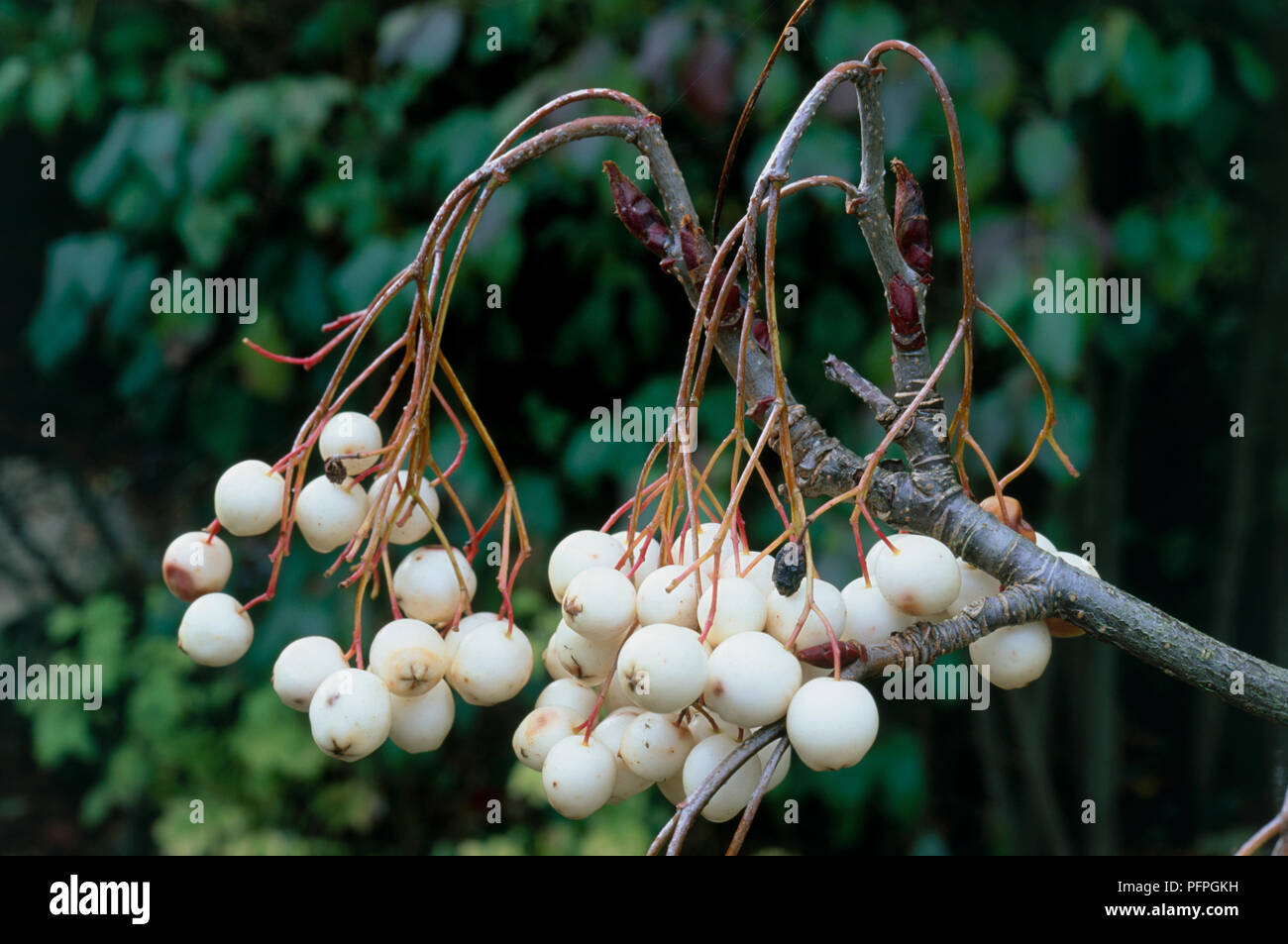 Sorbus cashmiriana (Kashmir Rowan) with white pome on hanging stems, close-up Stock Photo