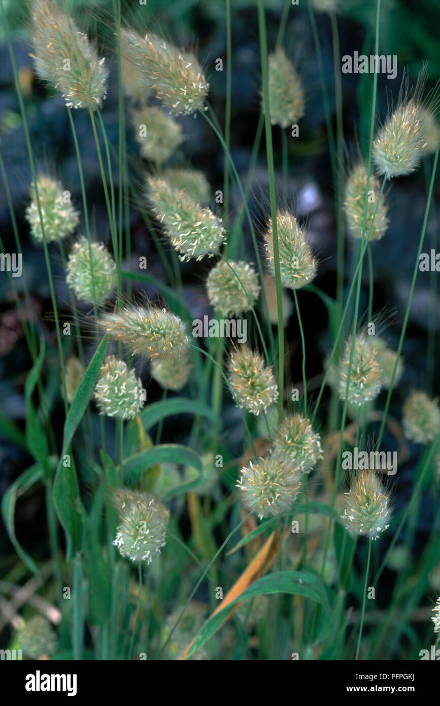 Lagurus ovatus (Hare's-tail Grass) with panicles of green spikelets shedding seeds on long stems, close-up Stock Photo