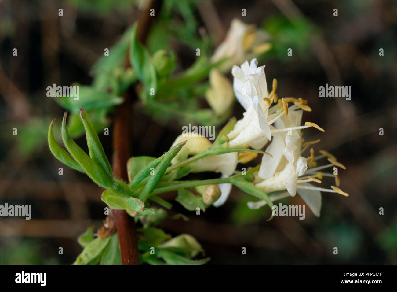 Lonicera fragrantissima (Honeysuckle), close-up of white flower Stock Photo