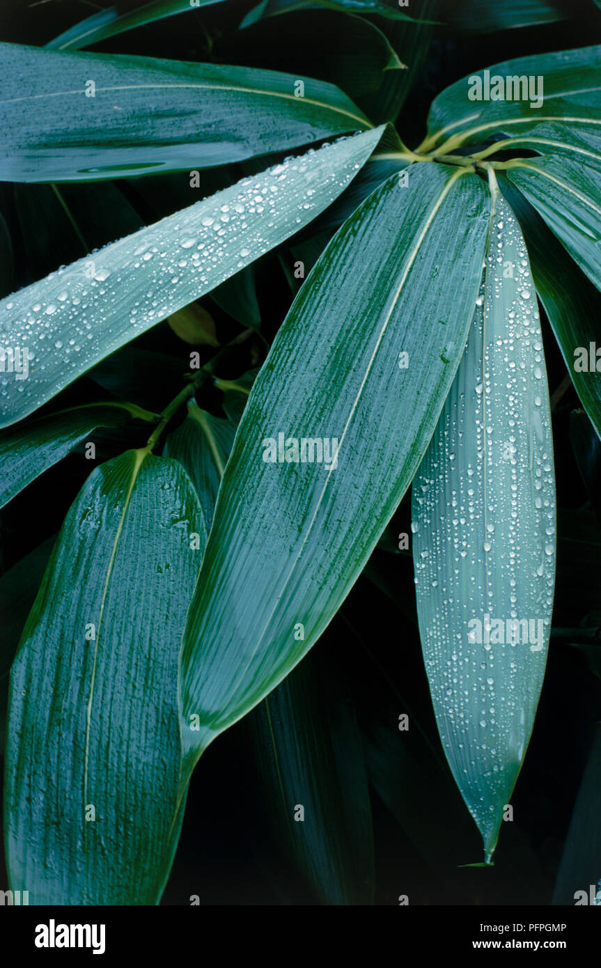 Sasa palmata (Broadleaf Bamboo), raindrops on long, shiny leaves, close-up Stock Photo