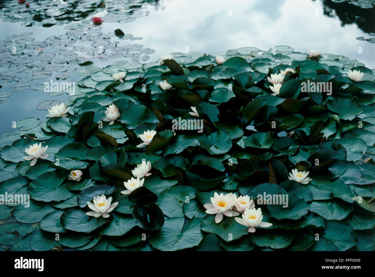 Nymphaea 'Marliacea Albida', water lilies and leaves afloat in a pond Stock Photo