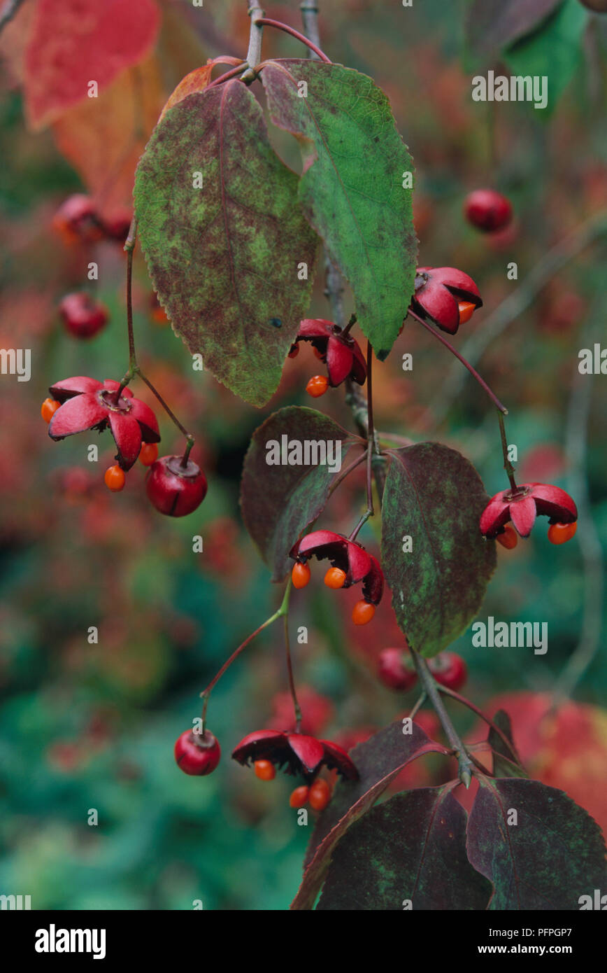 Euonymus oxyphyllus (Spindle tree), red fruits, arils, and autumn leaves, close-up Stock Photo