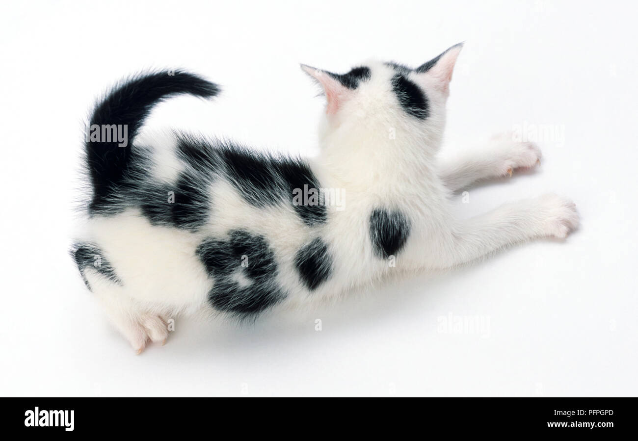 Black and white kitten, paws stretched out in front Stock Photo - Alamy