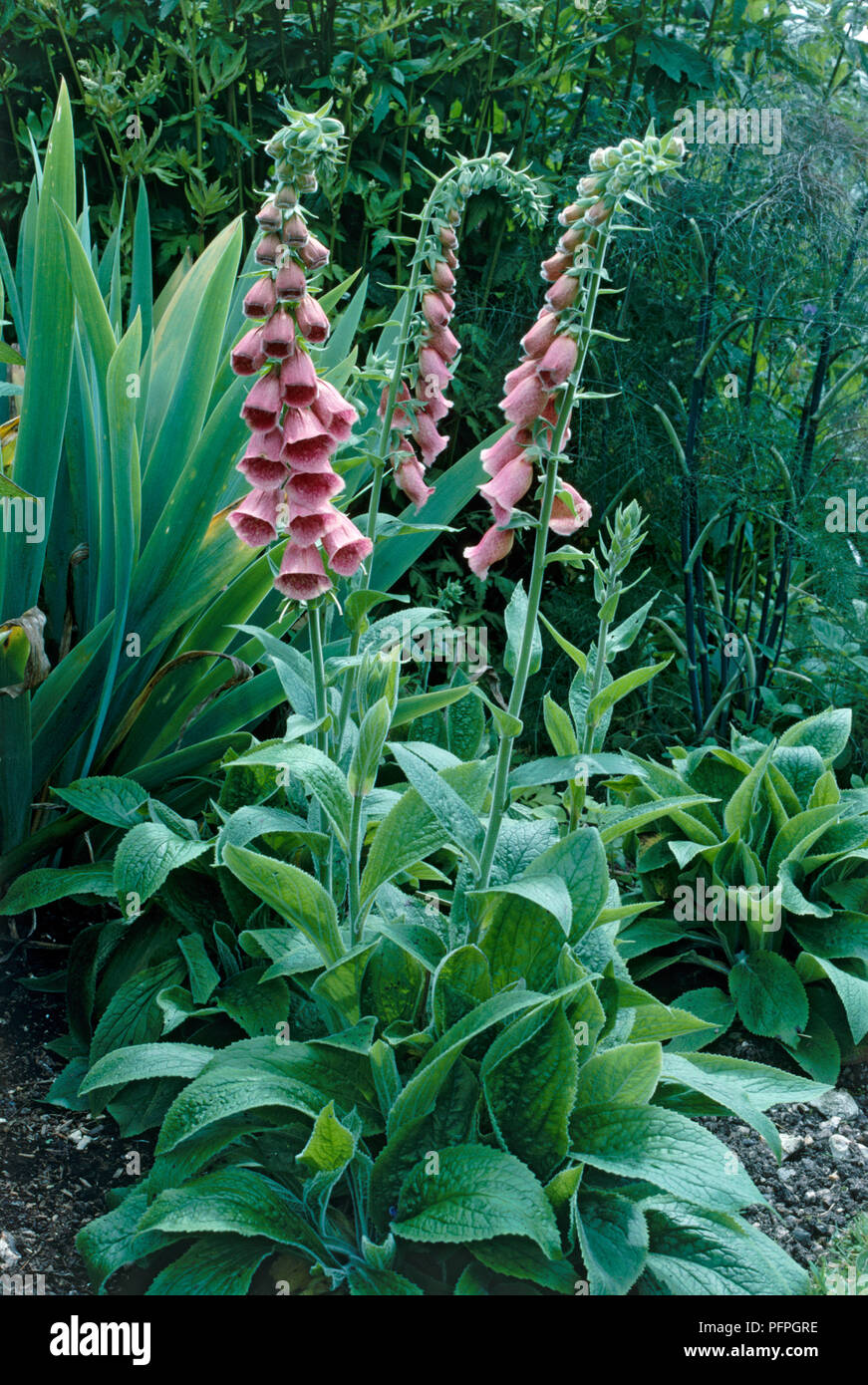 Digitalis x mertonensis (Digitalis grandiflora x Digitalis purpurea), mauve-pink flowers on tall stems Stock Photo