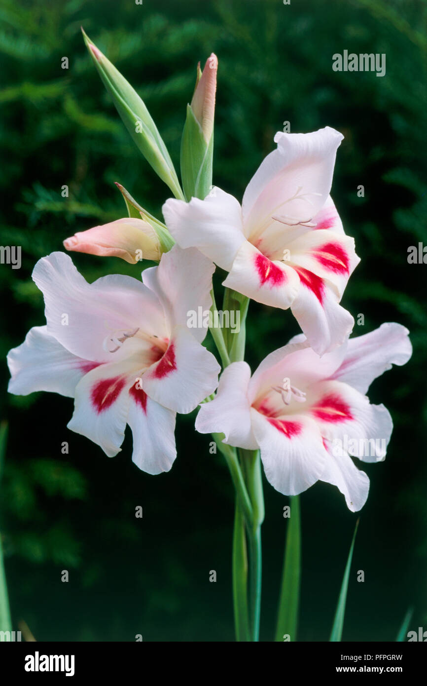 Gladiolus 'Elvira' (Nanus gladiolus), clos-up of white and pink flowers Stock Photo