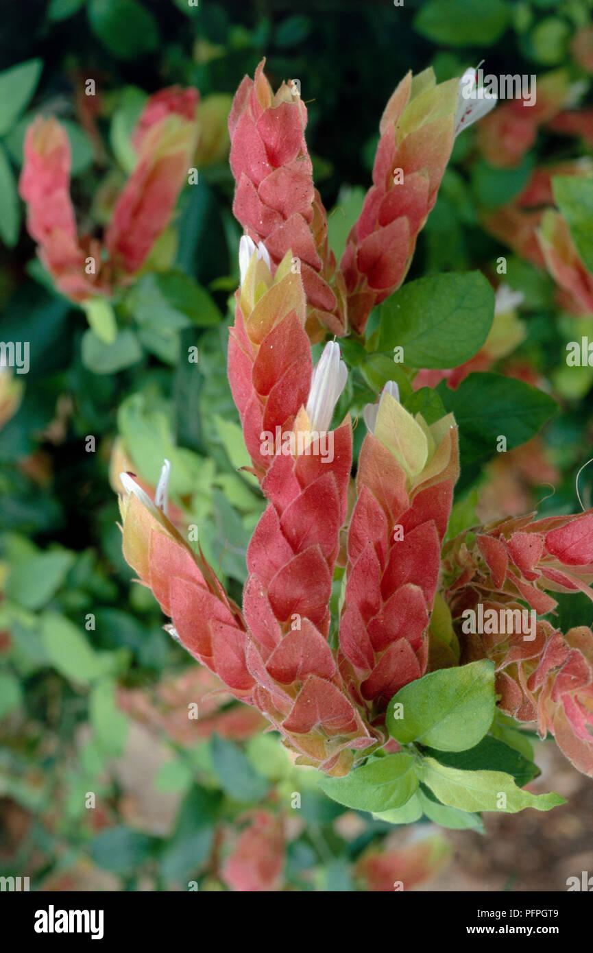 Justicia brandegeeana (Mexican shrimp plant), flowers, bracts, and green leaves, close-up Stock Photo