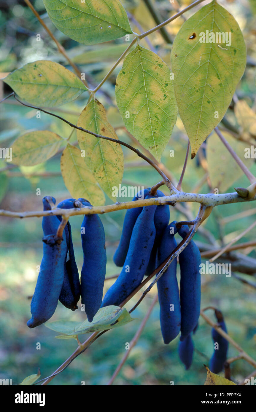 Decaisnea fargesii, purple fruits and autumn leaves, close-up Stock Photo