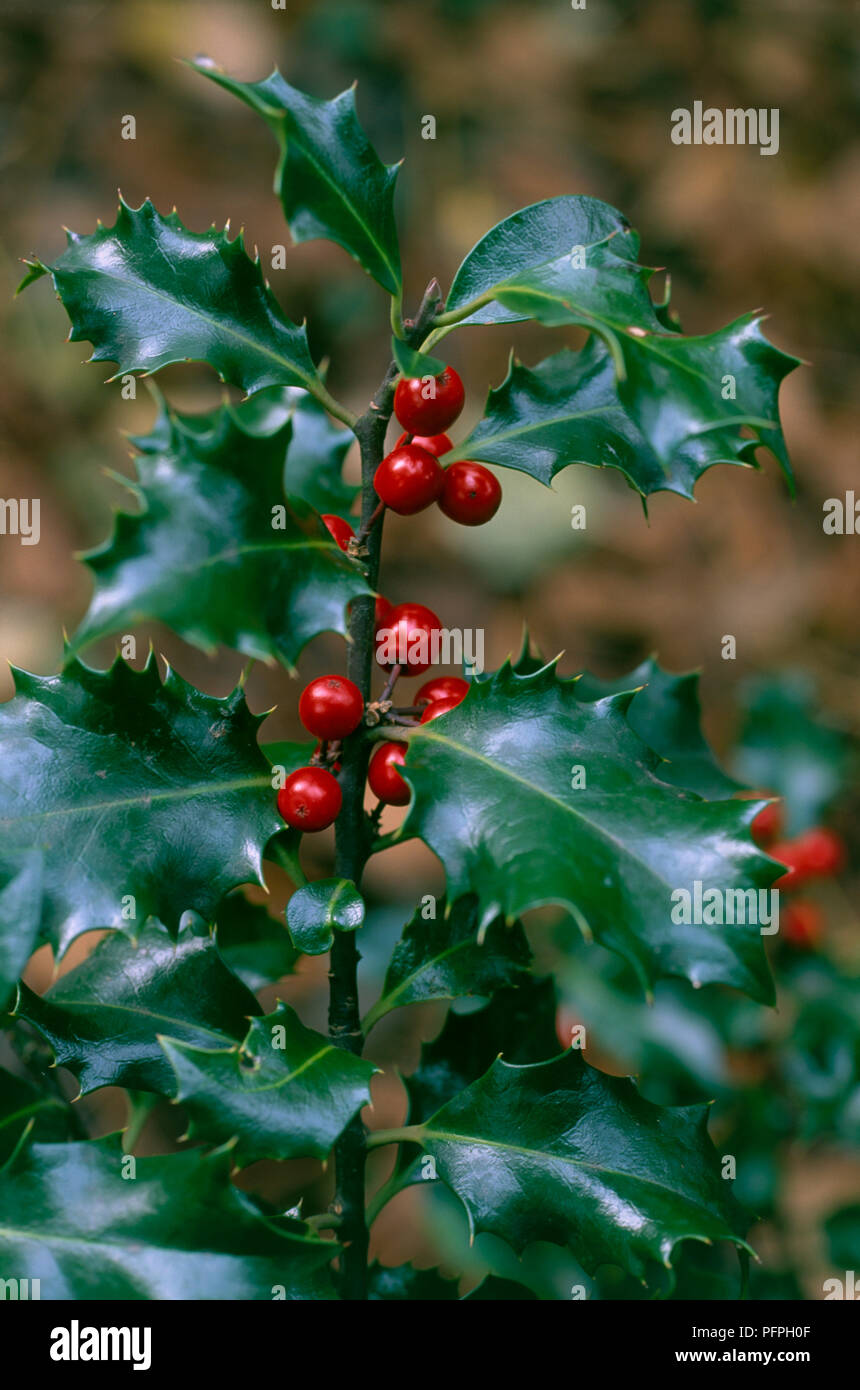 Ilex x meserveae 'Blue Angel', red berries and developed dark green, glossy leaves, close-up Stock Photo