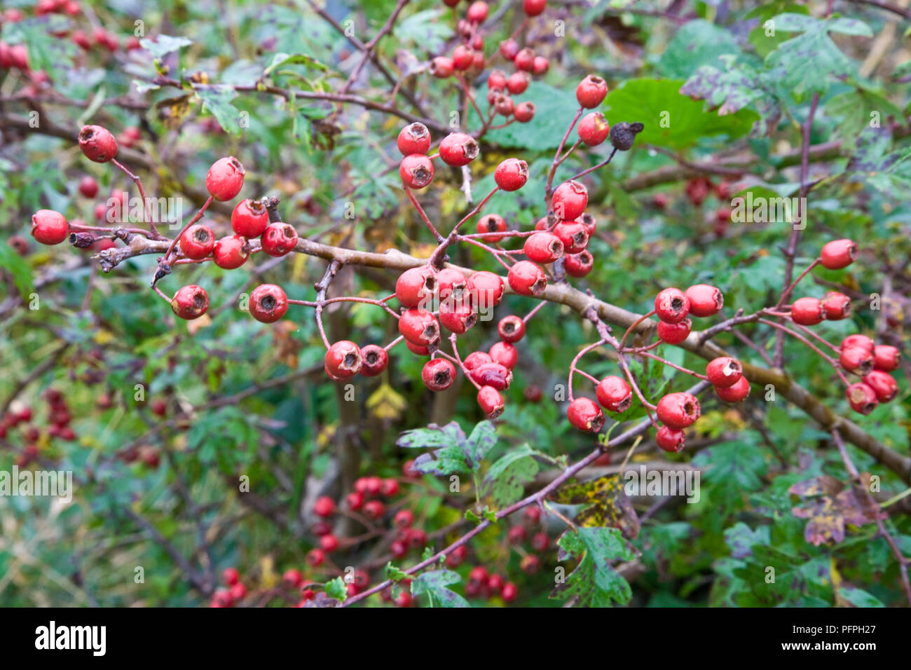 Hawthorn berries crataegus sp hi-res stock photography and images - Alamy