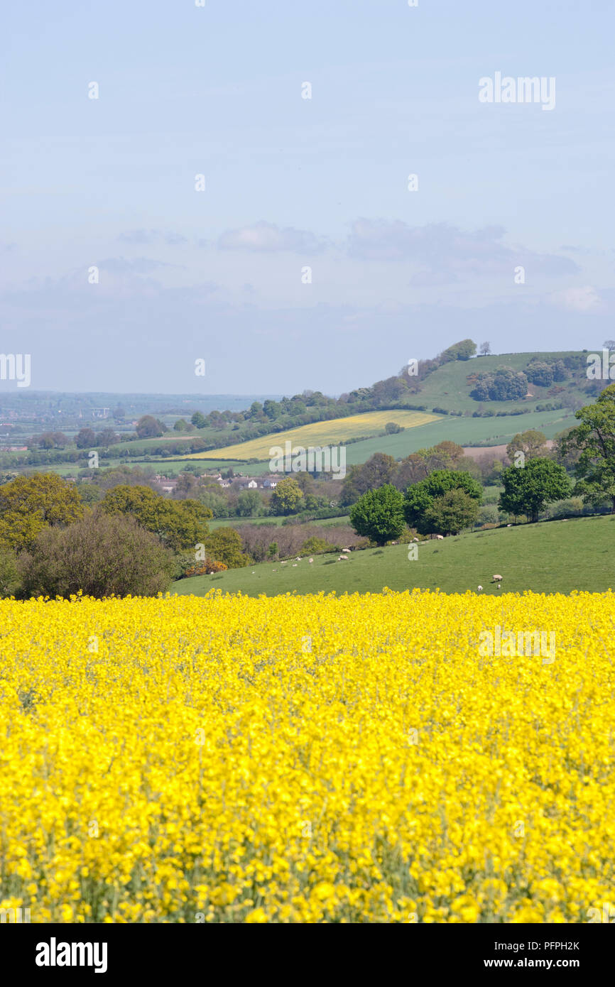Great Britain, England, Gloucestershire, Cotswolds, country views around Chipping Campden Stock Photo
