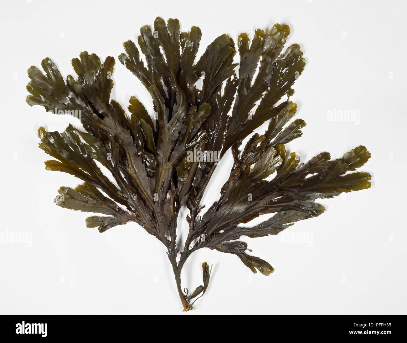 Wet seaweed leaves Stock Photo